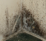 mold